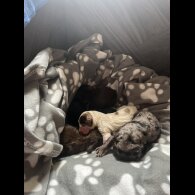 Cocker Spaniel (Working &amp; Show) - Both