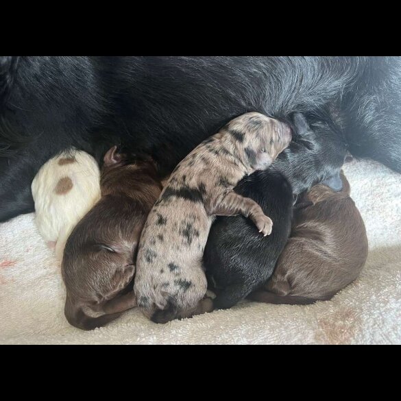 Cocker Spaniel (Working &amp; Show) - Both