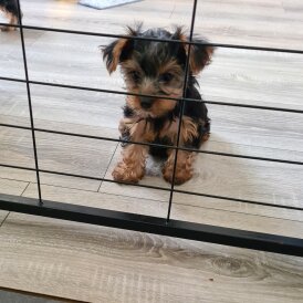 Yorkshire Terrier - Both