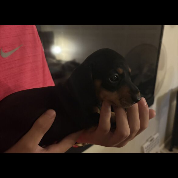 Dachshund (Standard &amp; Miniature) - Both