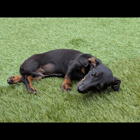 Dachshund (Standard &amp; Miniature) - Bitches