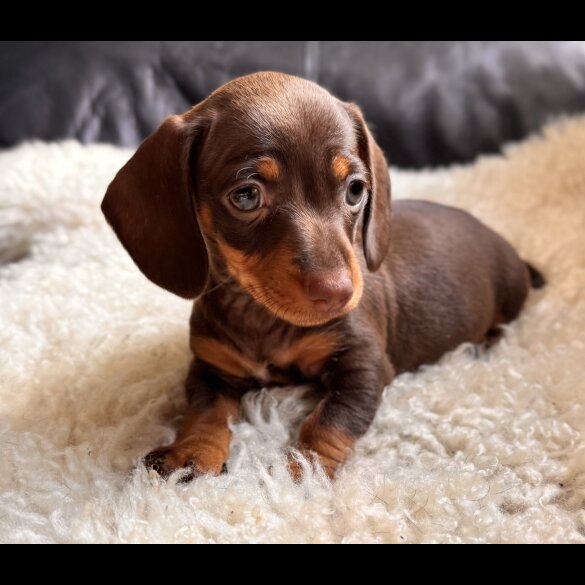 Dachshund (Standard &amp; Miniature) - Both