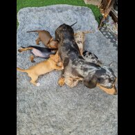 Dachshund (Standard &amp; Miniature) - Both