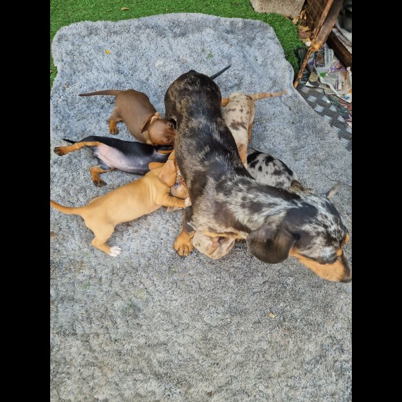 Dachshund (Standard &amp; Miniature) - Both
