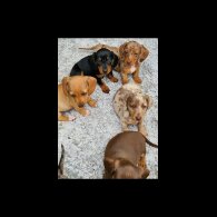 Dachshund (Standard &amp; Miniature) - Both