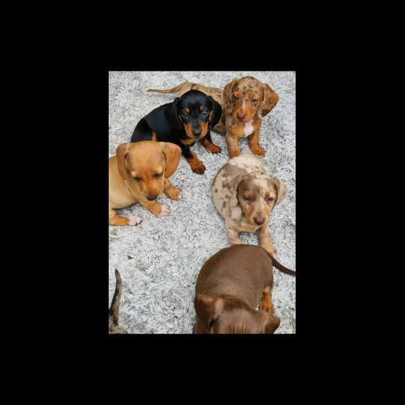 Dachshund (Standard &amp; Miniature) - Both