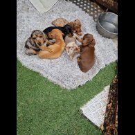 Dachshund (Standard &amp; Miniature) - Both