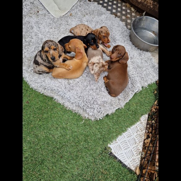 Dachshund (Standard &amp; Miniature) - Both