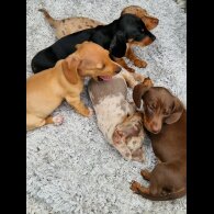 Dachshund (Standard &amp; Miniature) - Both