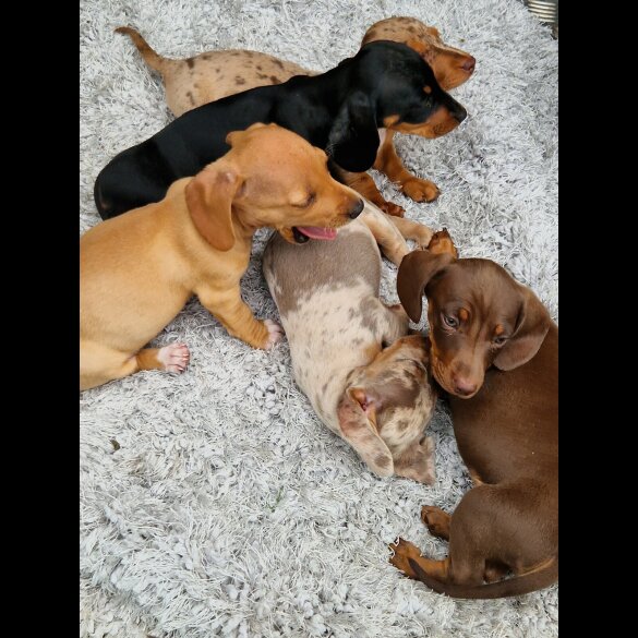 Dachshund (Standard &amp; Miniature) - Both