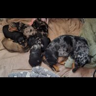 Dachshund (Standard &amp; Miniature) - Both