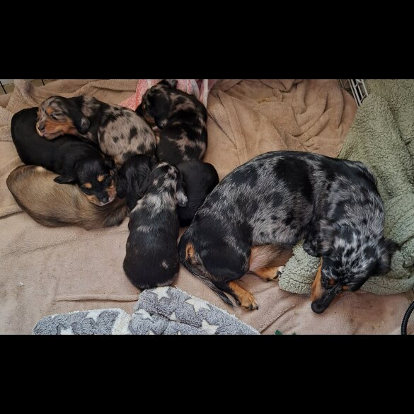Dachshund (Standard &amp; Miniature) - Both