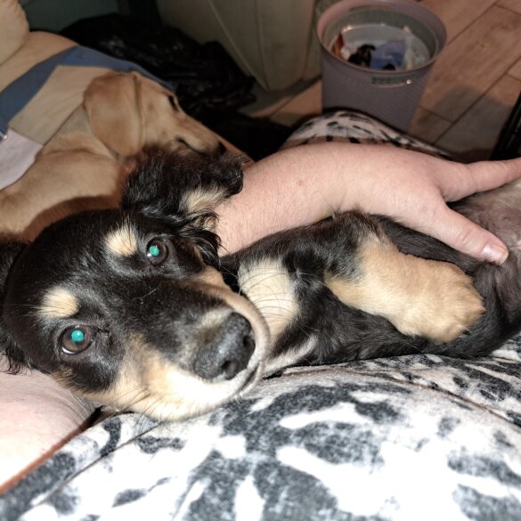 Dachshund (Standard &amp; Miniature) - Both