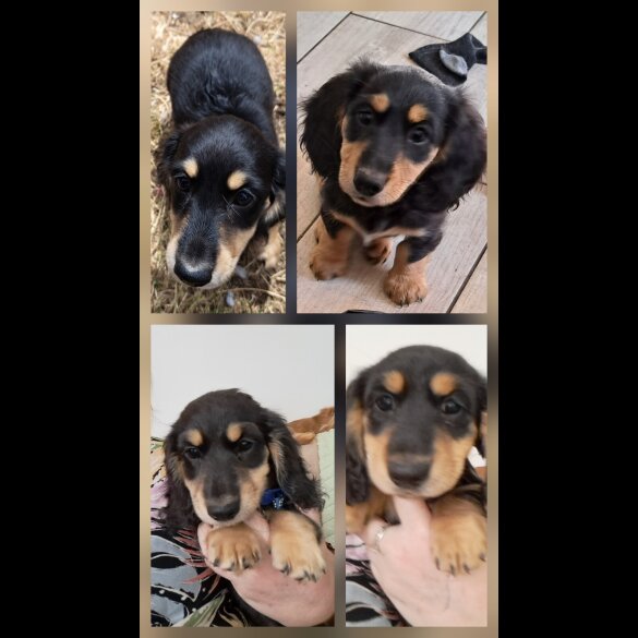 Dachshund (Standard &amp; Miniature) - Both