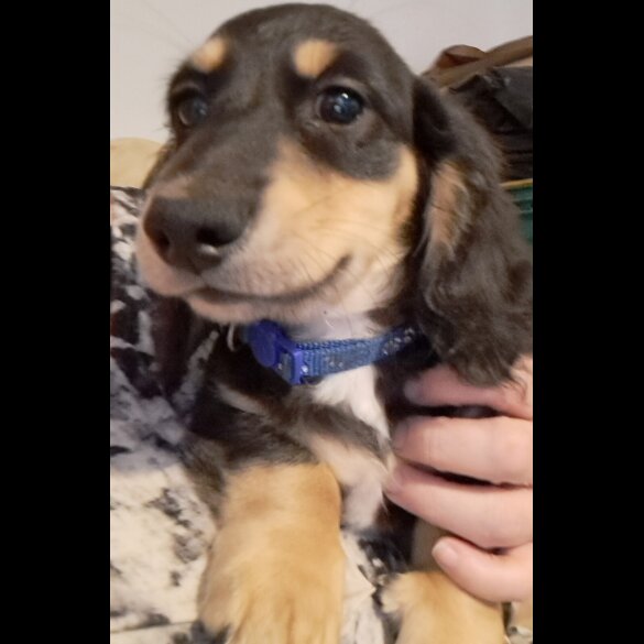 Dachshund (Standard &amp; Miniature) - Both