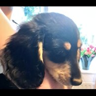 Dachshund (Standard &amp; Miniature) - Both