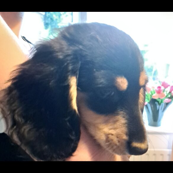 Dachshund (Standard &amp; Miniature) - Both