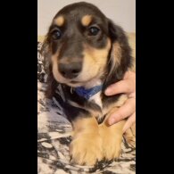 Dachshund (Standard &amp; Miniature) - Both