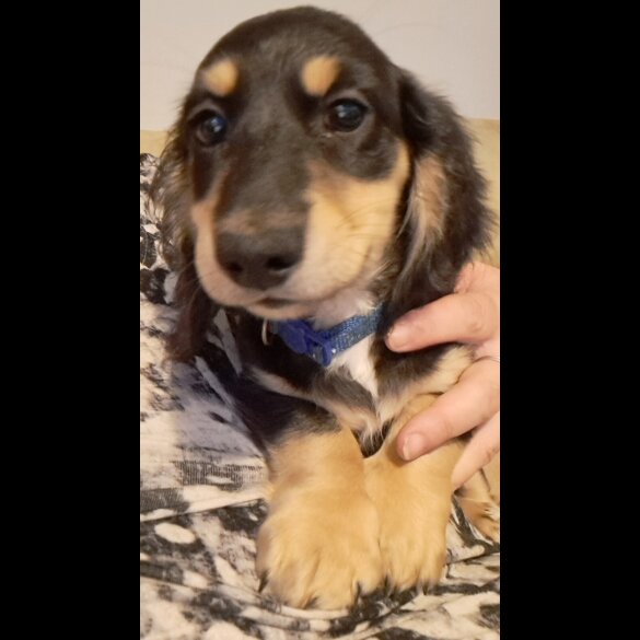 Dachshund (Standard &amp; Miniature) - Both