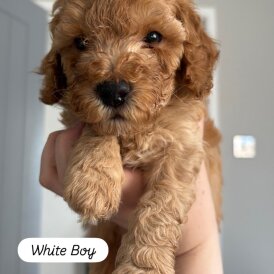 Cockapoo - Dogs