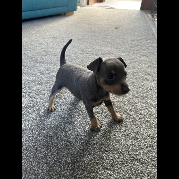 Miniature Pinscher - Both