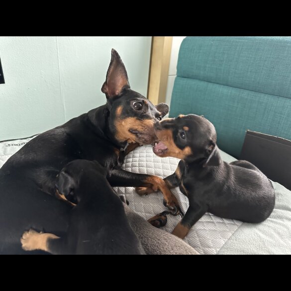 Miniature Pinscher - Both