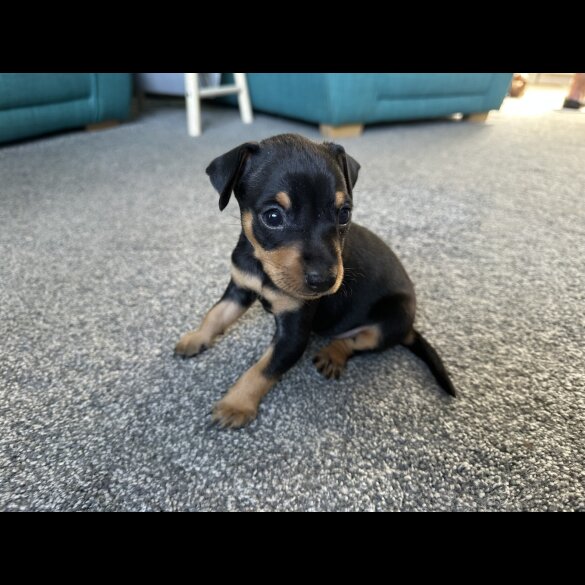 Miniature Pinscher - Both
