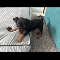 Miniature Pinscher - Both