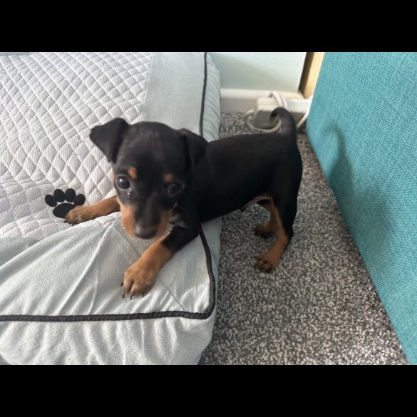 Miniature Pinscher - Both