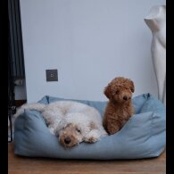 Miniature Poodle - Both