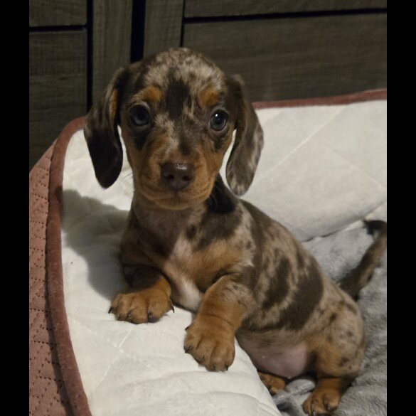 Dachshund (Standard &amp; Miniature) - Both