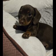 Dachshund (Standard &amp; Miniature) - Both