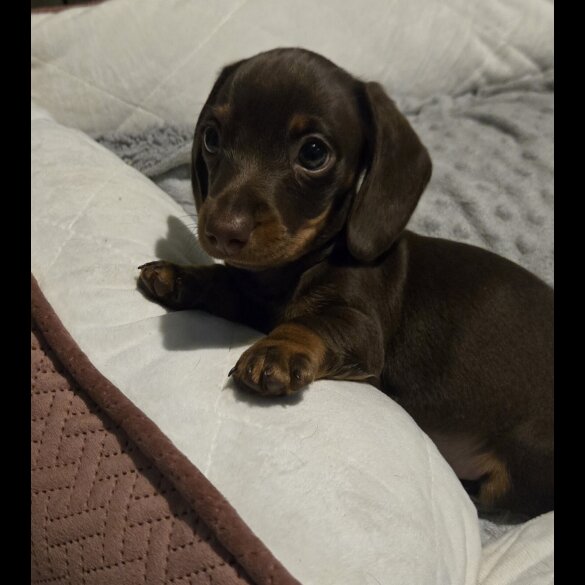 Dachshund (Standard &amp; Miniature) - Both