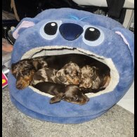 Dachshund (Standard &amp; Miniature) - Both