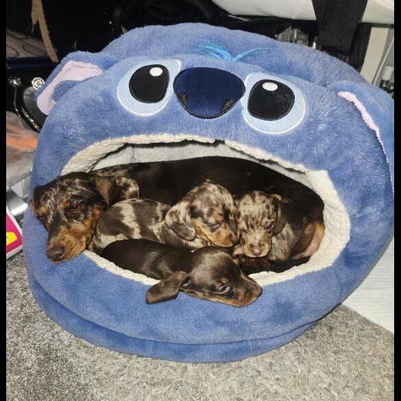 Dachshund (Standard &amp; Miniature) - Both