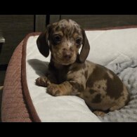 Dachshund (Standard &amp; Miniature) - Both