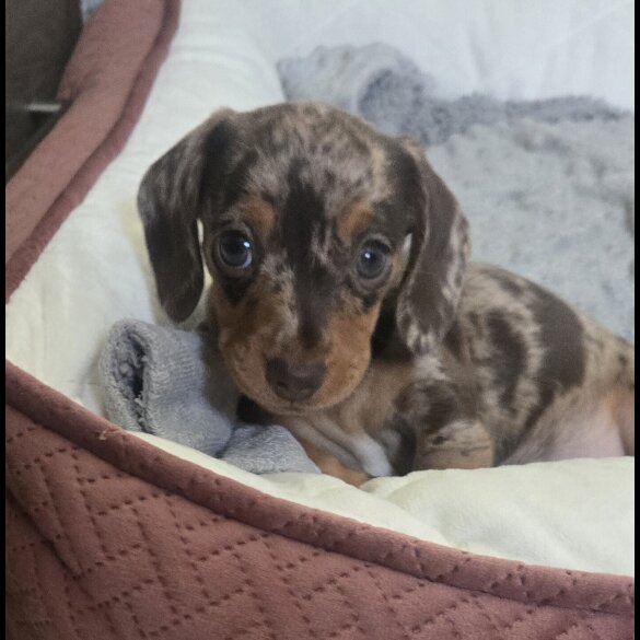Dachshund (Standard &amp; Miniature) - Both