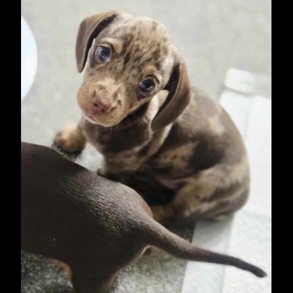 Dachshund (Standard &amp; Miniature) - Both
