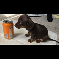 Dachshund (Standard &amp; Miniature) - Both