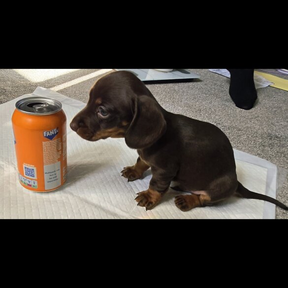 Dachshund (Standard &amp; Miniature) - Both