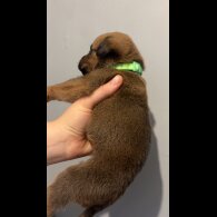 Mixed Breed - Both