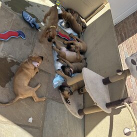 Mixed Breed - Both