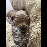 Mixed Breed - Both