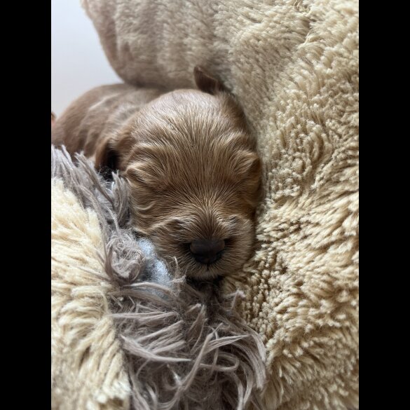Mixed Breed - Both