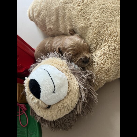 Mixed Breed - Both