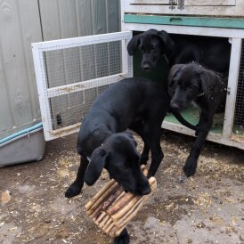 Mixed Breed - Both