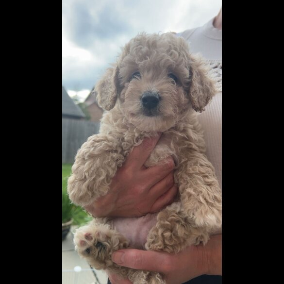 Poochon - Both
