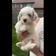 Poochon - Both