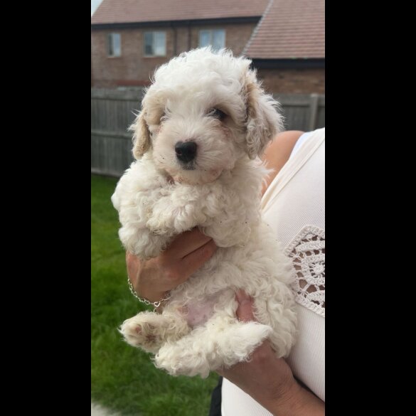 Poochon - Both