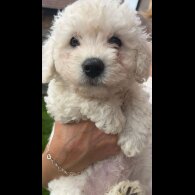 Poochon - Both